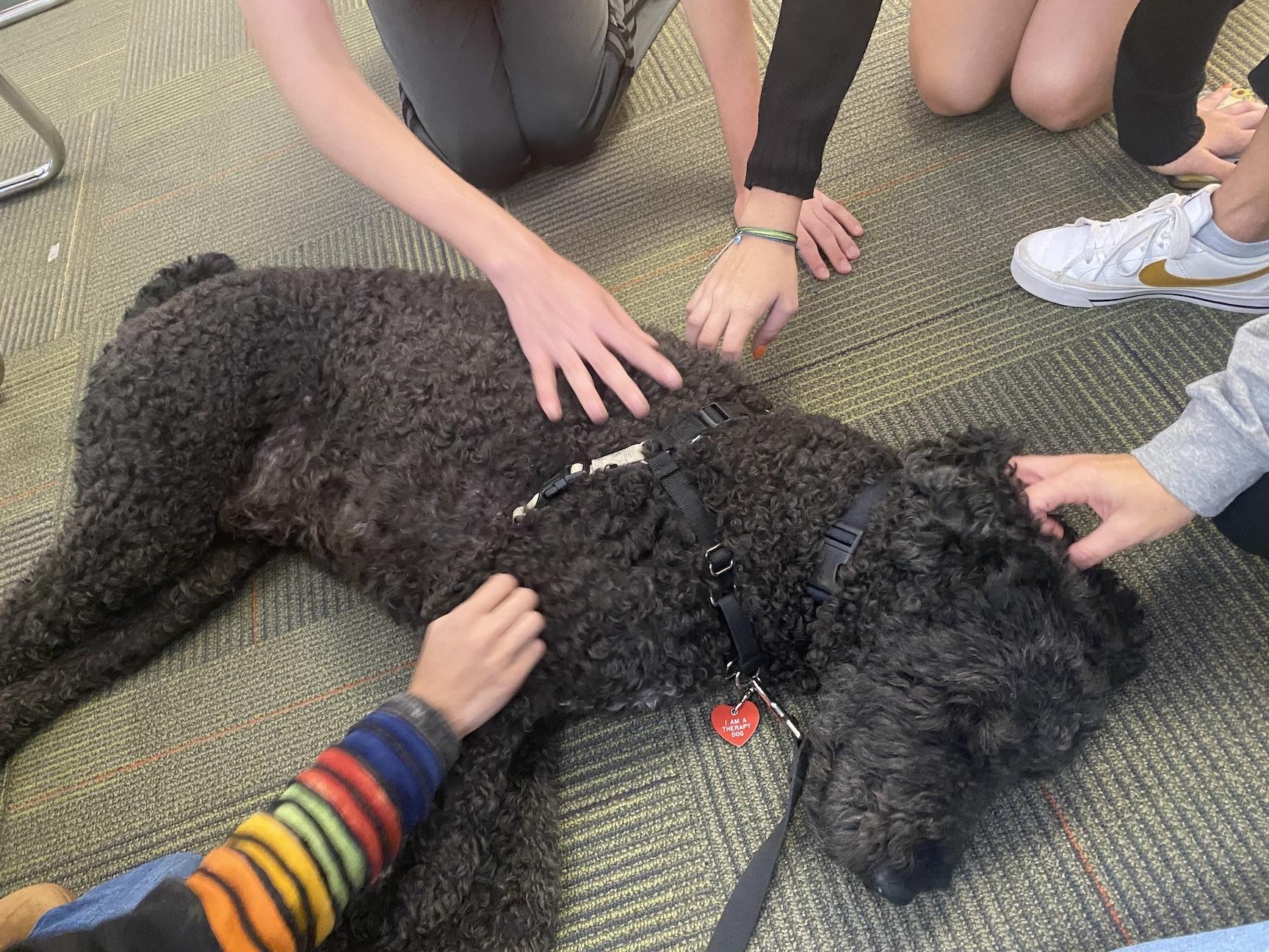Asher enjoys the attention of students and rolls over for belly rubs